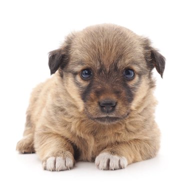 Küçük köpek izole.