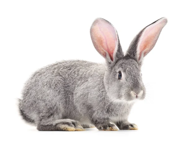 Bir gri tavşan. — Stok fotoğraf
