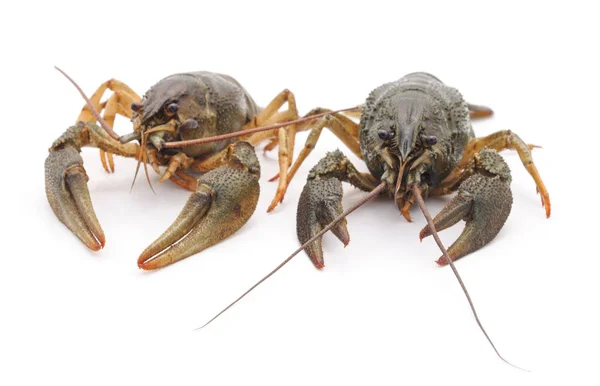 Два crayfishes ізольовані . — стокове фото