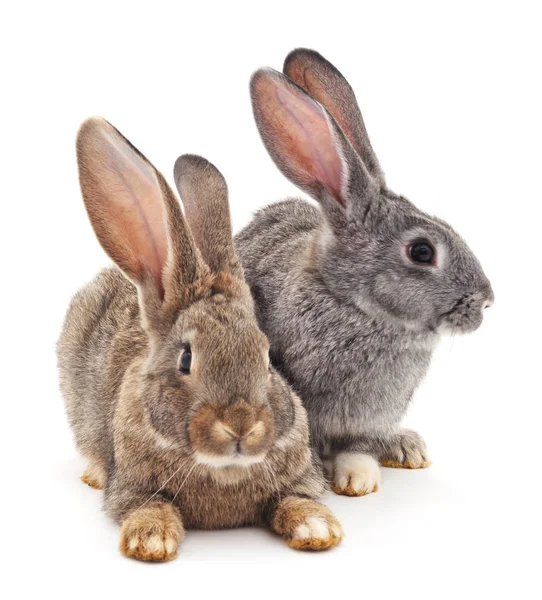 Двох зайців, ізольовані . — стокове фото