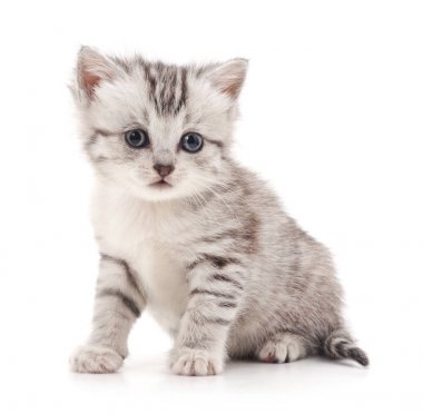 İzole ihale yavru kedi.