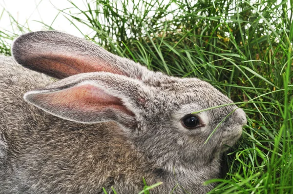 Young rabbit and green grass. — Stock Photo, Image