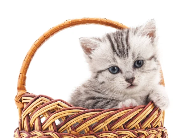 Kleines Kätzchen im Korb. — Stockfoto