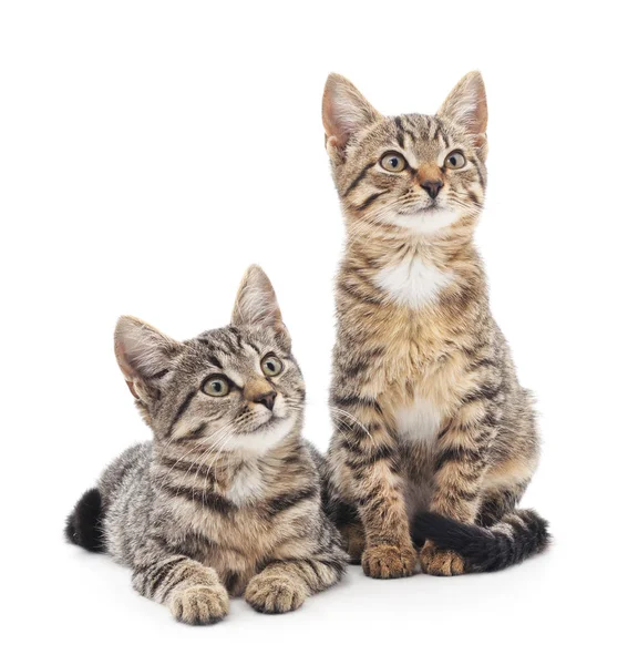 Dwa małe kociaki. — Zdjęcie stockowe