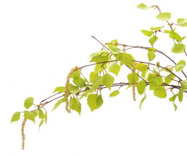 Söğüt dalları tomurcukları ile.