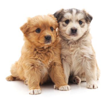 dos cachorros de chihuahua aislado.