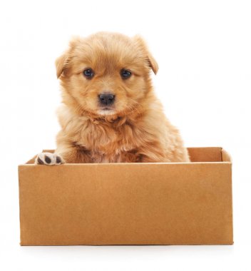 Bir kutu içinde kahverengi köpek yavrusu.