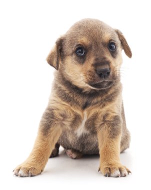 Küçük köpek izole.