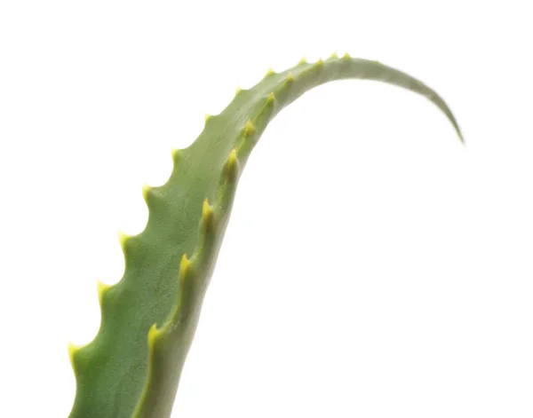 Leaf of aloe. — Stock Photo, Image