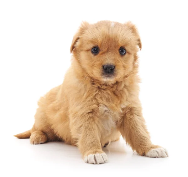 Pequeño cachorro aislado . — Foto de Stock