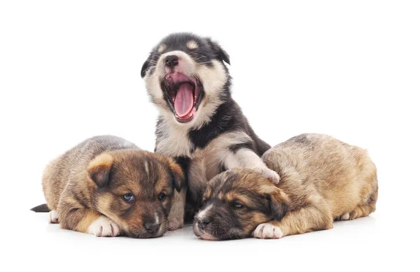 Cachorros pequenos isolados . — Fotografia de Stock