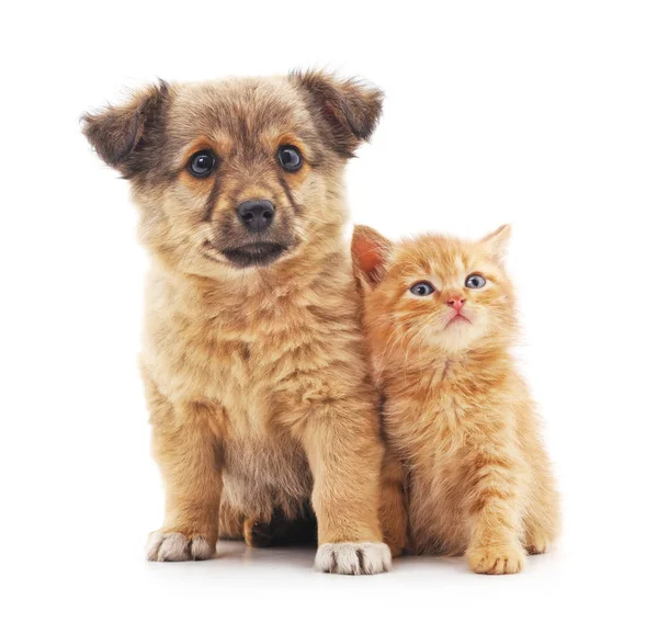 yavru kedi ve köpek yavrusu.
