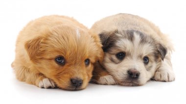 dos cachorros de chihuahua aislado.