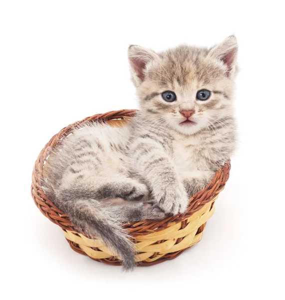 Kleines Kätzchen im Korb. — Stockfoto