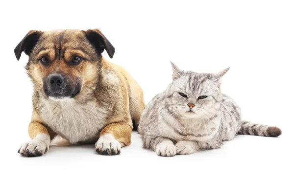 Gato y perro . — Foto de Stock