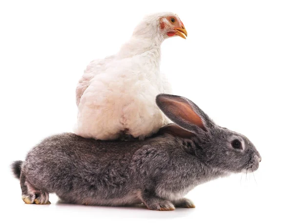 Tavşan ve tavuk. — Stok fotoğraf