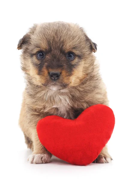 Cão com coração . — Fotografia de Stock