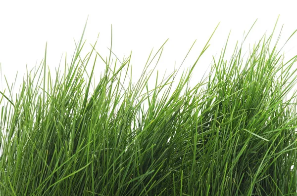 Zielona trawa na białym tle. — Zdjęcie stockowe