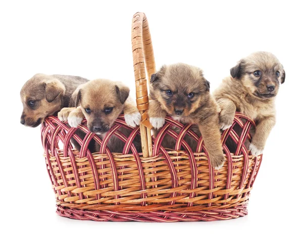 Cachorros en una cesta . — Foto de Stock