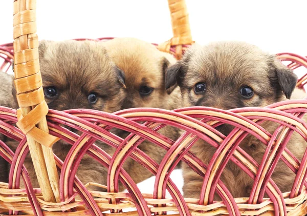 Tres cachorros aislados . — Foto de Stock