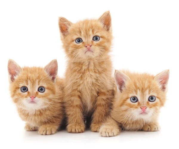 Tres gatos rojos . — Foto de Stock