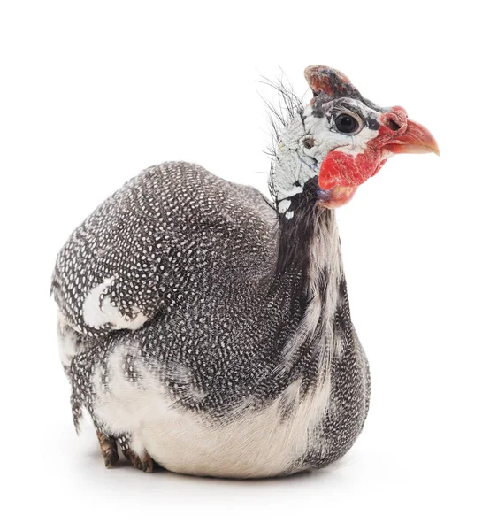 Young guinea fowl. — Stock Image Young guinea fowl. Royalty Free Stock Photos