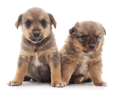 dos cachorros de chihuahua aislado.