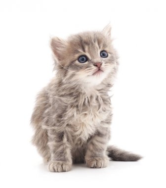 izole küçük kedi yavrusu.