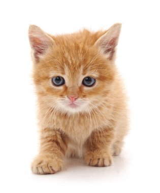 izole küçük kedi yavrusu.