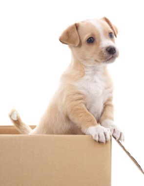 Bir kutu içinde kahverengi köpek yavrusu.