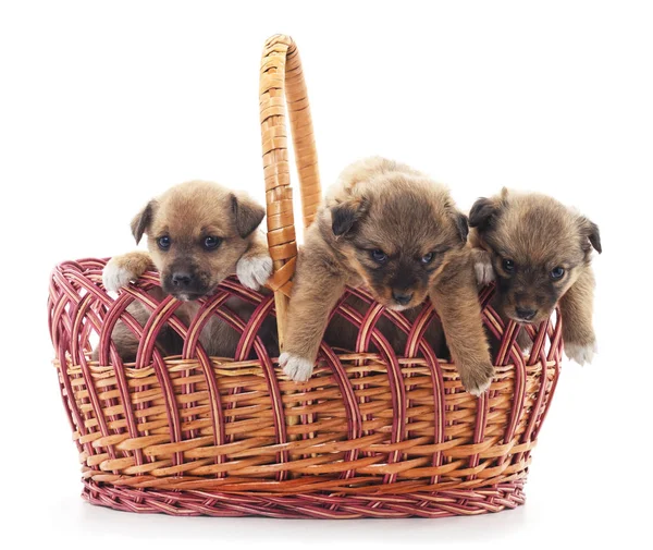 Cachorros en una cesta . — Foto de Stock