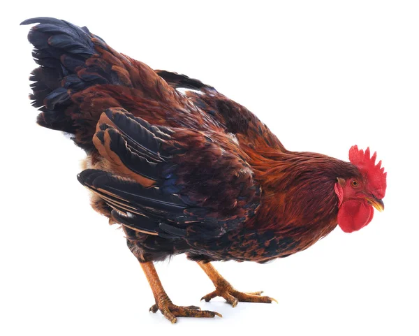 Red cock isolated. — Stock Photo, Image