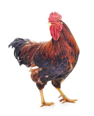 Kırmızı horoz izole.