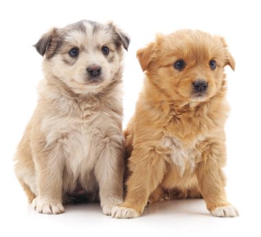 dos cachorros de chihuahua aislado.