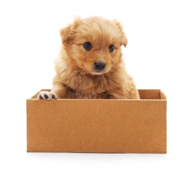 İzole kahverengi köpek yavrusu.