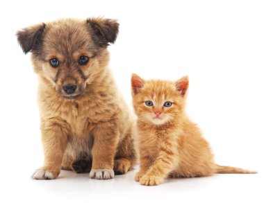köpek ve kedi.