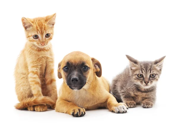 Gatitos y cachorros . — Foto de Stock