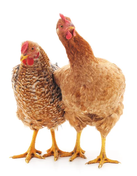 Jonge kippen geïsoleerd. — Stockfoto
