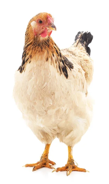 Barna csirke elszigetelt. — Stock Fotó