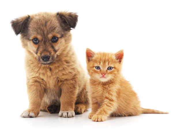 Cachorro y gatito . — Foto de Stock