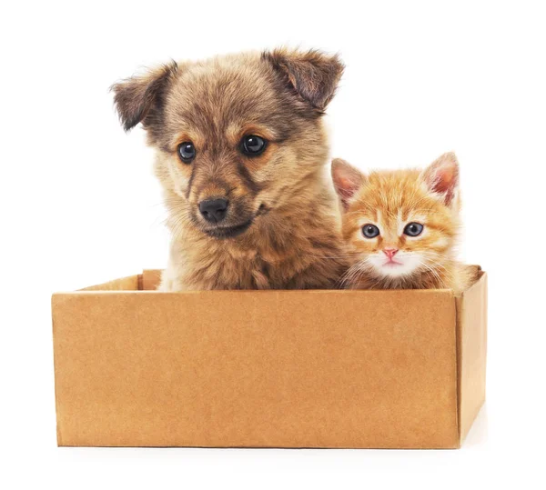 Yavru kedi ve bir puppi bir kutu içinde.