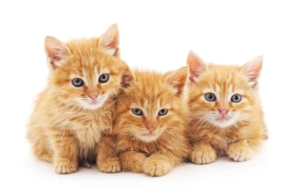 Gatitos marrones aislados . — Foto de Stock