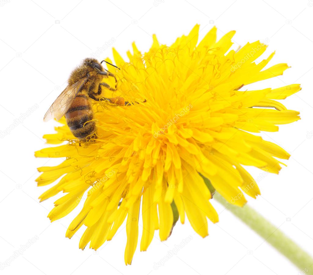 Bee on a dandelion.