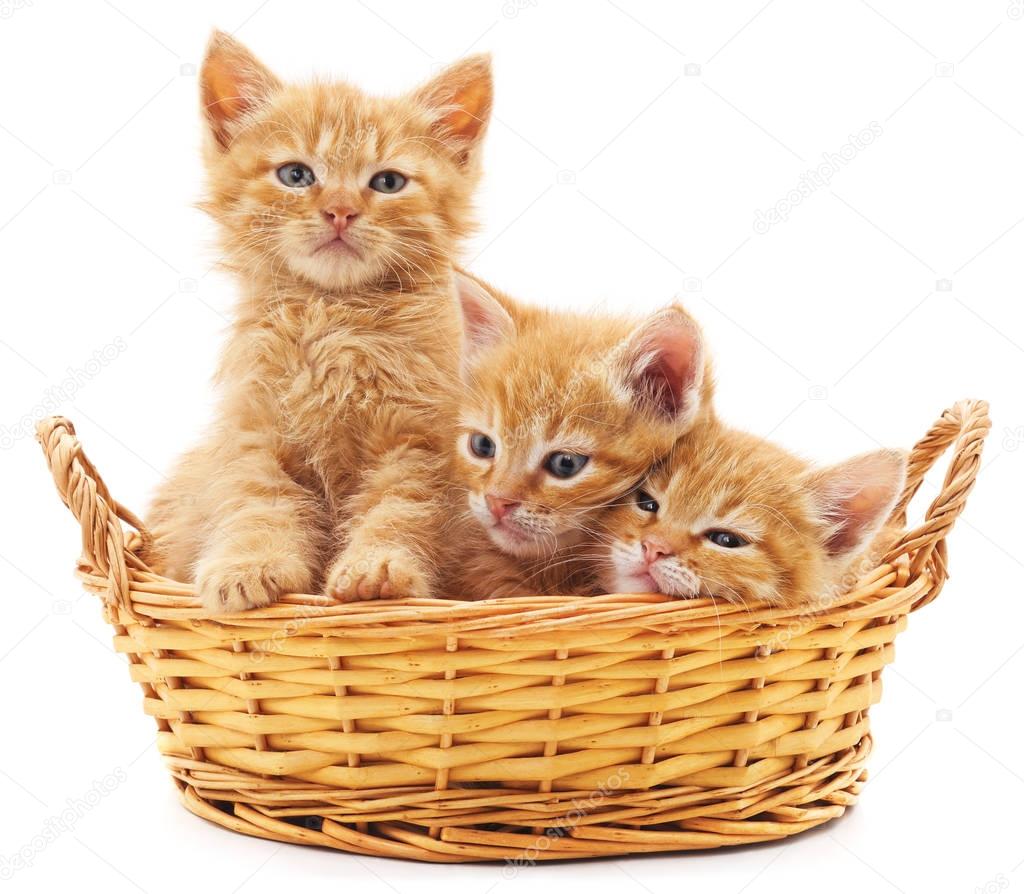 Three red kittens in a basket.