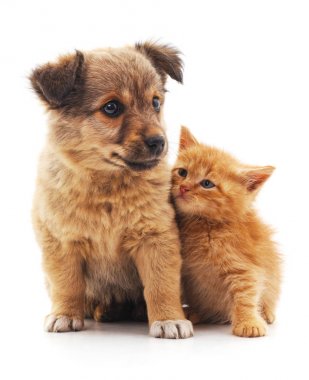 yavru kedi ve köpek yavrusu.