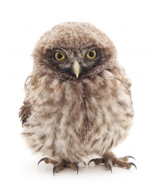 Genç baykuş izole.