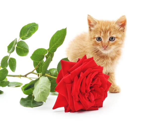 갈색 고양이 붉은 장미. — 스톡 사진