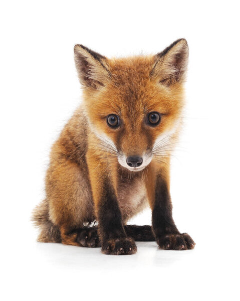 Маленькая лиса
.