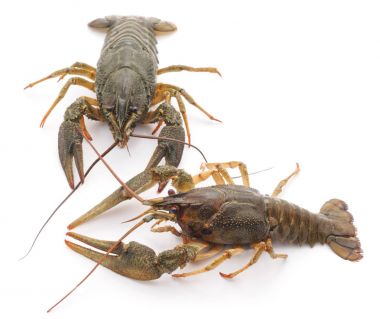 İki crayfishes izole.