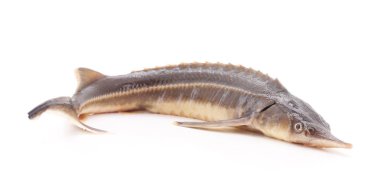 Mersin balığı balık izole.